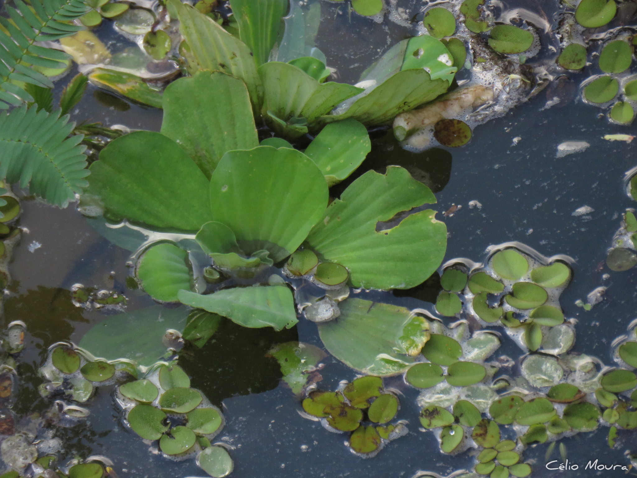 Pistia stratiotes