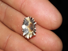 Siphonaria denticulata