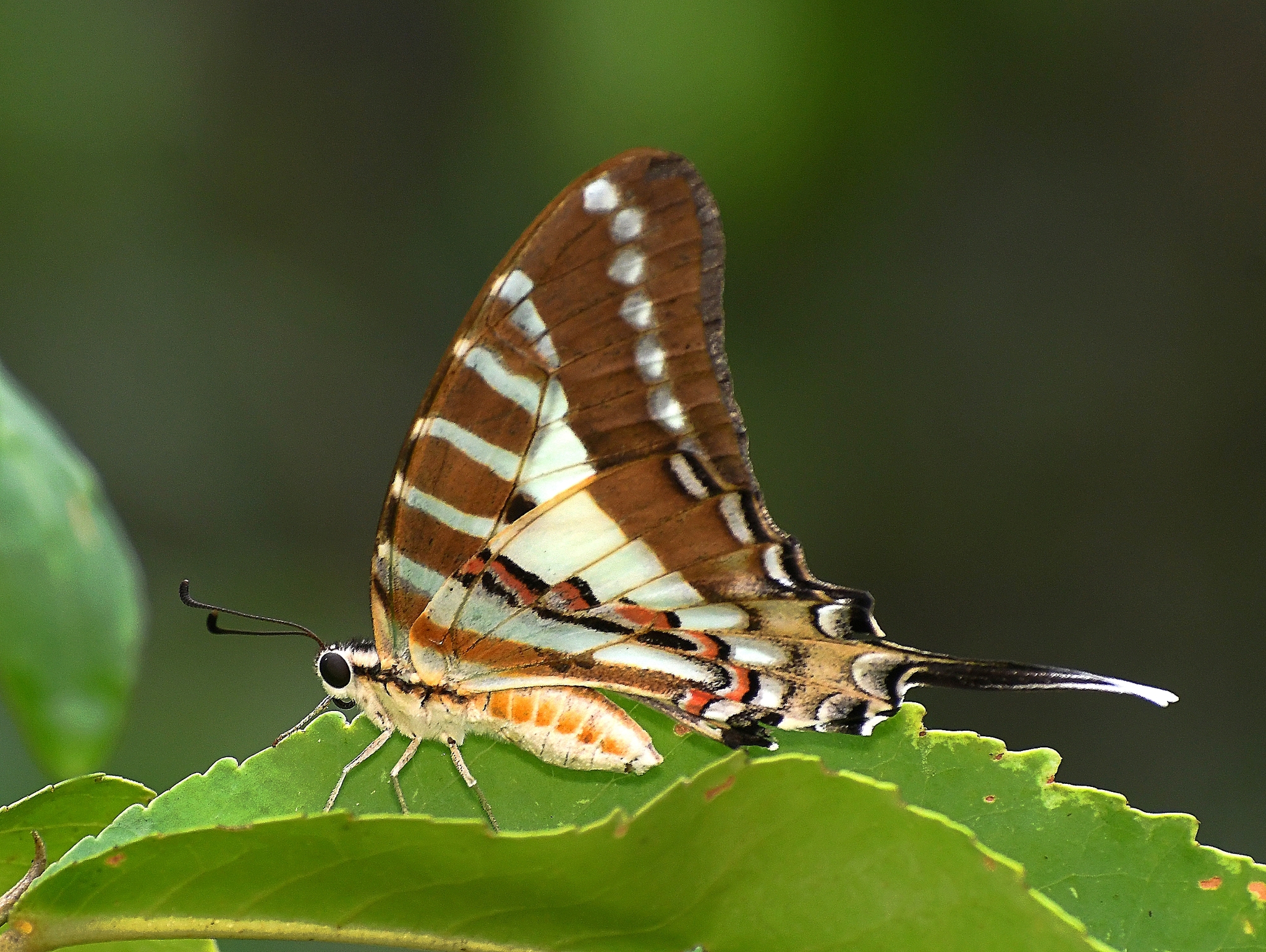 Spot Swordtail