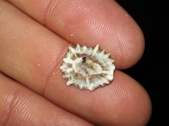 Siphonaria denticulata