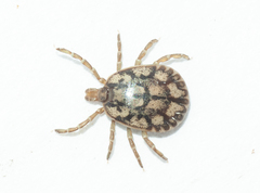 Amblyomma albopictum