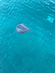 Pteroplatytrygon violacea