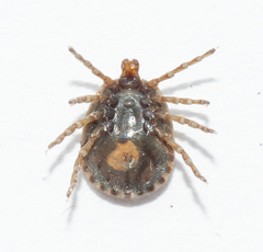 Amblyomma albopictum