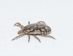 Amblyomma albopictum