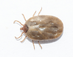 Amblyomma albopictum