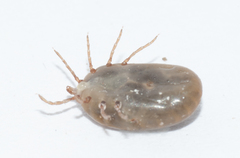Amblyomma albopictum