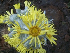 Senecio niveoaureus