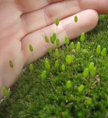 Leptostomum macrocarpum