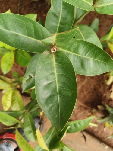 Ixora coccinea