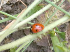 Coccinella septempunctata