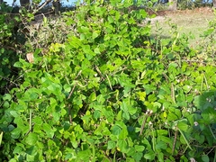 Strophostyles helvola