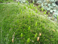 Leptostomum macrocarpum