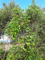 Strophostyles helvola