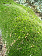 Leptostomum macrocarpum