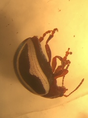 Zygogramma suturalis