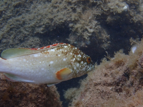 Clipperton grouper (Epinephelus clippertonensis) — Serranidae — 2