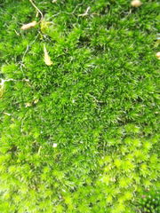 Leptostomum macrocarpum