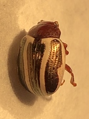 Zygogramma suturalis