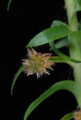 Paepalanthus fluviatilis