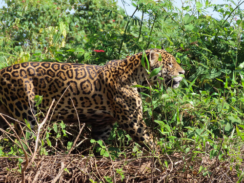 ジャガー