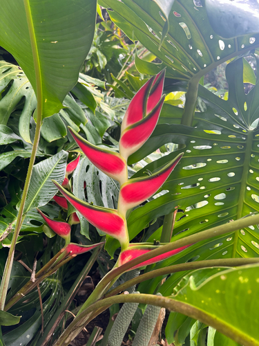Heliconia orthotricha