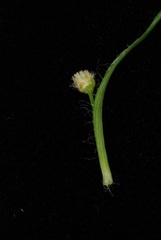 Paepalanthus fluviatilis