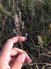 Lespedeza leptostachya