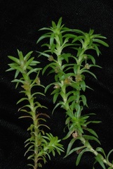 Paepalanthus fluviatilis