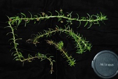 Paepalanthus fluviatilis
