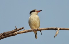 Striped Kingfisher photo 4