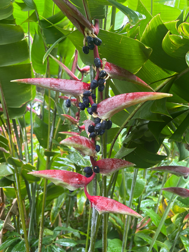 Heliconia chartacea observed 2024-02-05