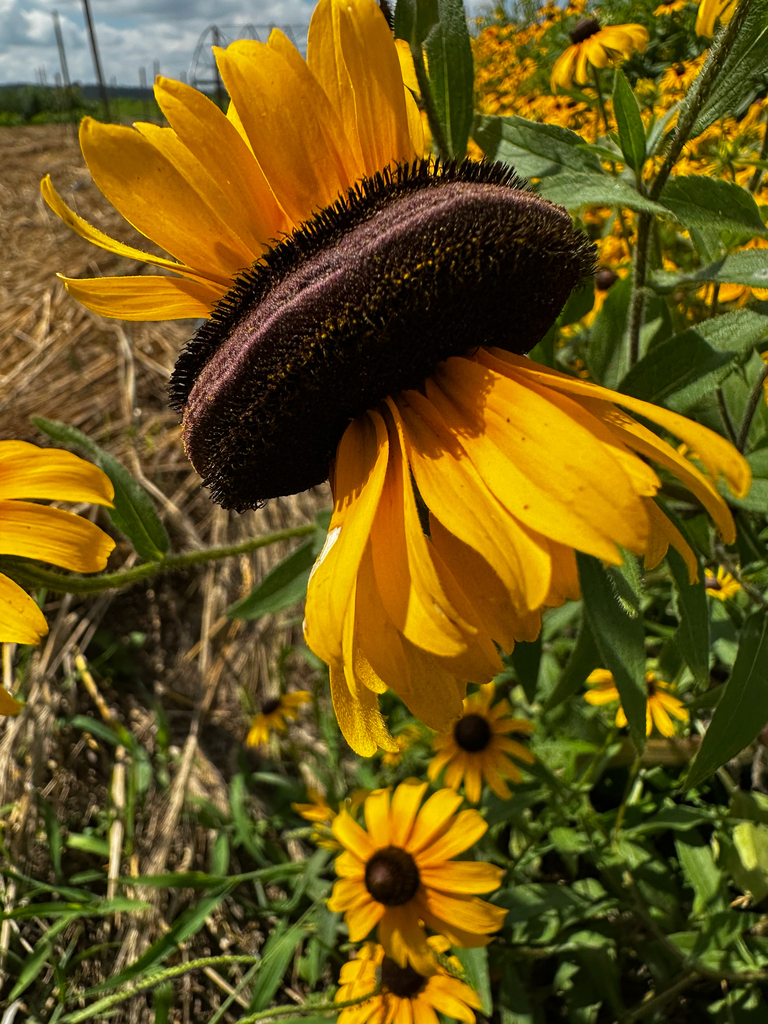 Black-eyed Susan