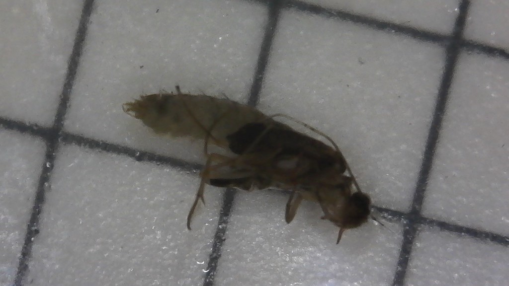 Cheumatopsyche campyla