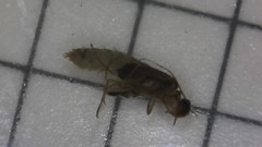 Cheumatopsyche campyla