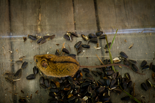 Northern Birch Mouse, Иванковский район, Киевская область, Украина, photo 9 of 10
