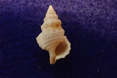 Cerithium dialeucum