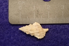 Cerithium dialeucum