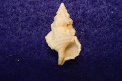 Cerithium dialeucum