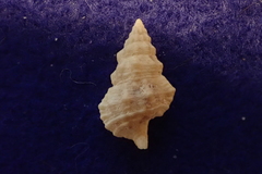 Cerithium dialeucum