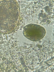 Thalassiosirales