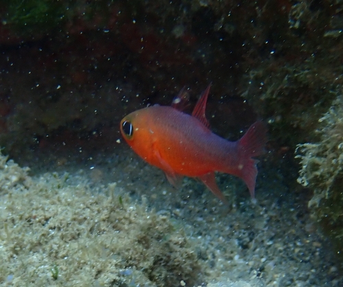 Guadalupe cardinalfish (Apogon guadalupensis) — Apogonidae — 2