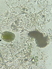 Thalassiosirales