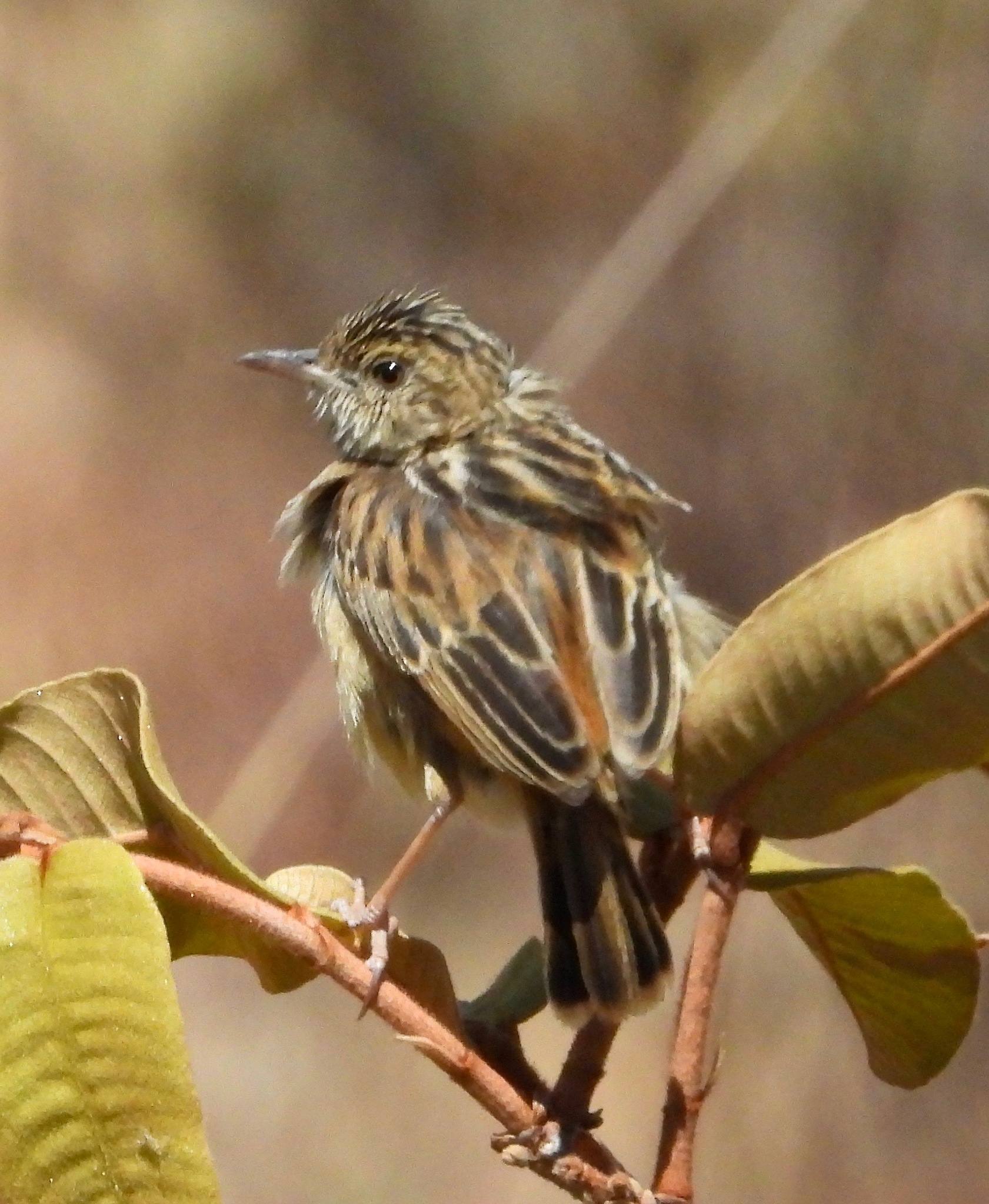 Wing-snapping Cisticola (Cisticola ayresii), photo 2