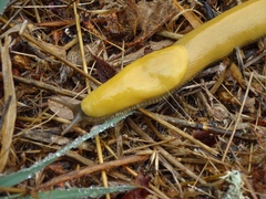 Ariolimax brachyphallus