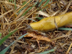 Ariolimax brachyphallus