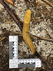 Ariolimax brachyphallus