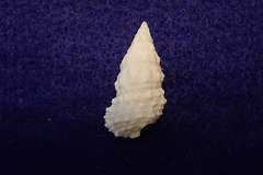 Cerithium tenellum