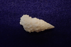 Cerithium tenellum
