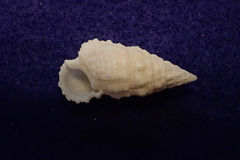 Cerithium tenellum