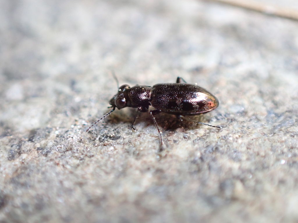 Asaphidion yukonense